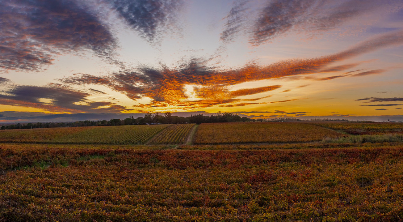 2023 Novembre 20 - Vignes Coucher de soleil web-PRINCIPALE