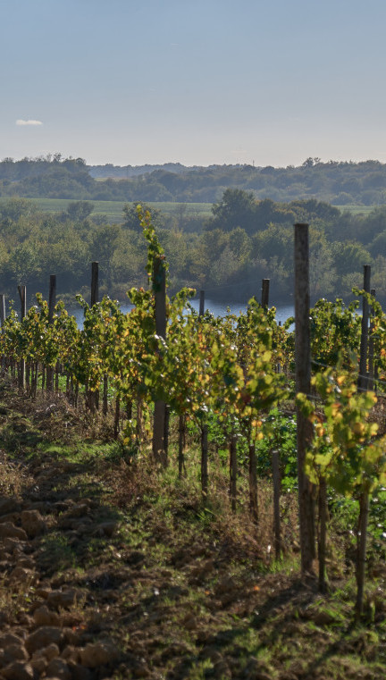 Vignes Vue Lac - Domaine Laballe-SLIDER2